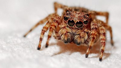 Havalar ısındı, sarıkız ortaya çıktı Lorem ipsum gibi yapay metinler